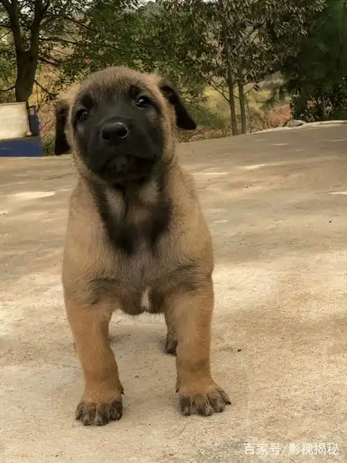 小马犬短毛萌萌哒