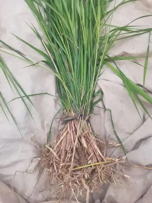 毛草根泡水喝的功效和作用_新闻中心_沭阳县广汉园林苗木场