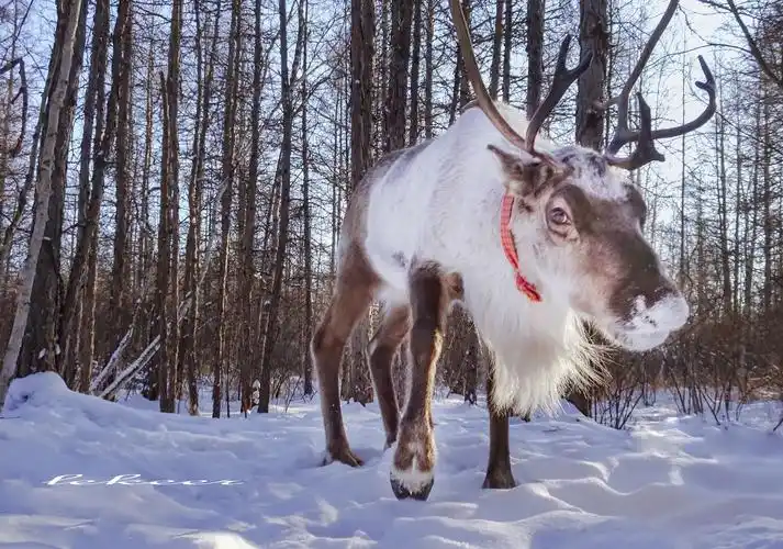 走进敖鲁古雅冰天雪地阅读中国最后使鹿部落史书