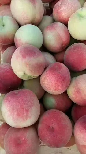 山东毛桃今日批发价格