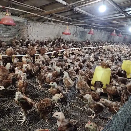 矮脚王鸡苗|价格|批发-全球塑胶网-第1页