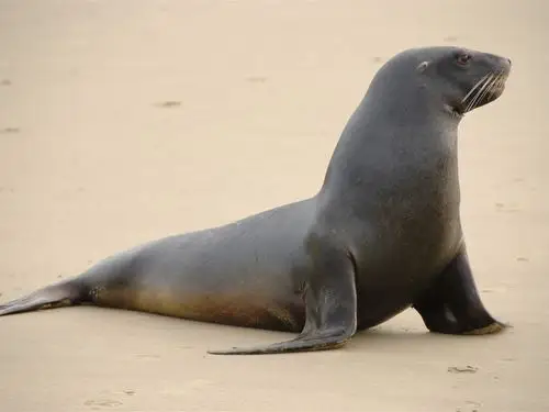 海狮,海滩 iphone 桌布