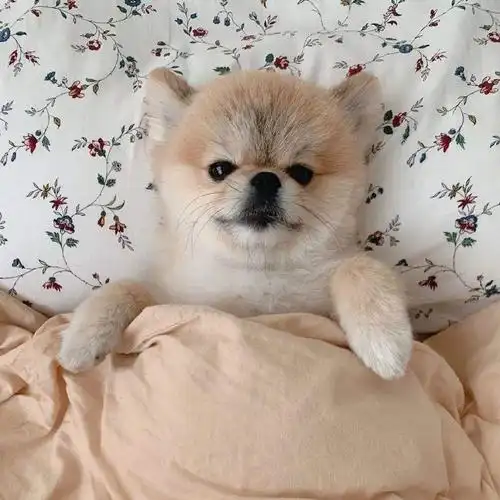 男生与狗狗的头像图片大全可爱大家有黑色小狗狗的头像吗求这种狗狗