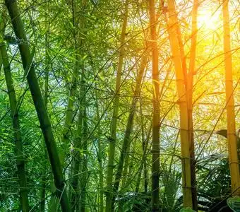 竹子森林采用morn采用g太阳照照片