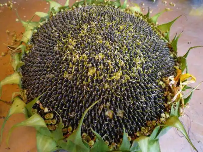 优牧世家(nomadic family)坚果 生瓜子 内蒙古生葵花