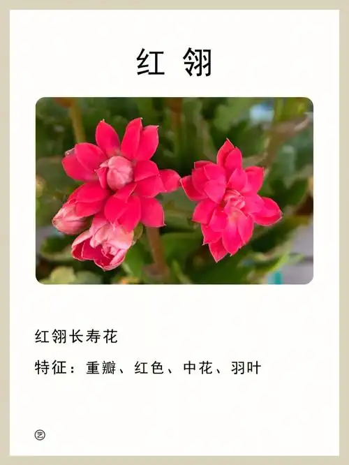 红翎长寿花红色中花羽叶