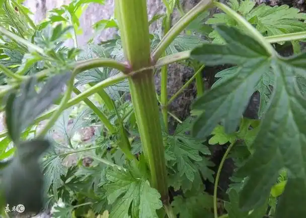 益母草又名蓷,茺蔚,坤草,九重楼,云母草,森蒂等,为唇形科植物,是