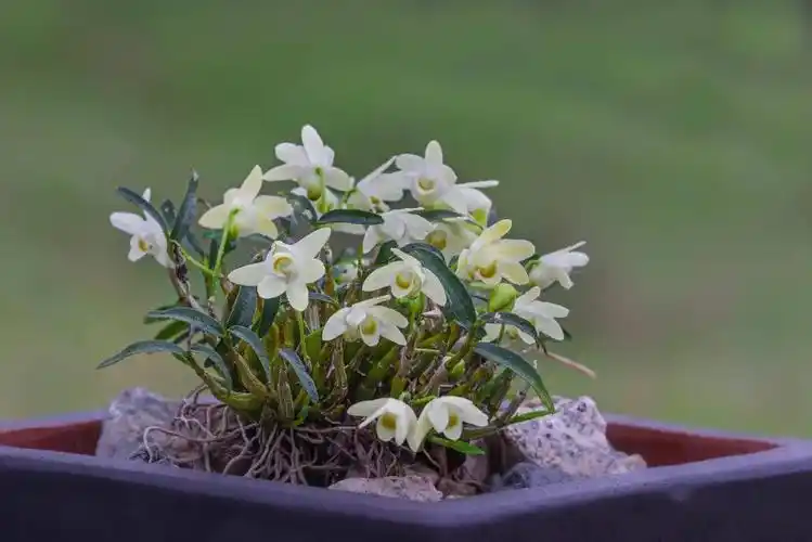 《悬崖之上》 摄影:程兰《米斛花香》摄影:高先祥《韩磊和霍山石斛》