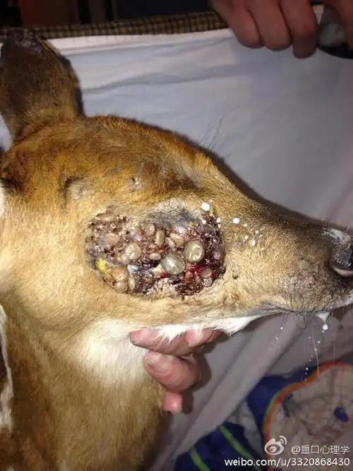 蜱虫的危害和恐怖你知道吗看完你会对蜱虫有更加恐怖的体现