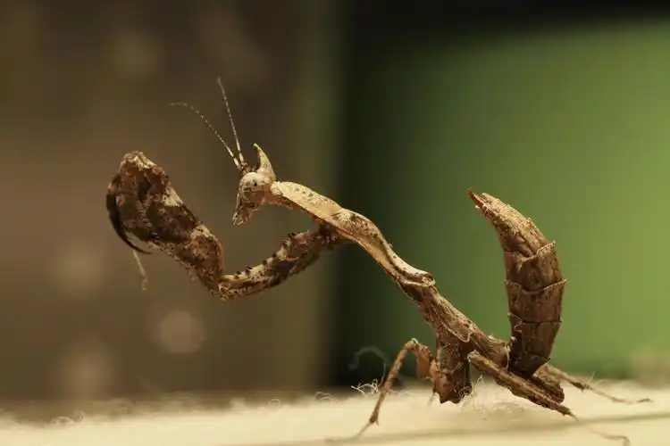 饲养记录拟睫螳饲养记录