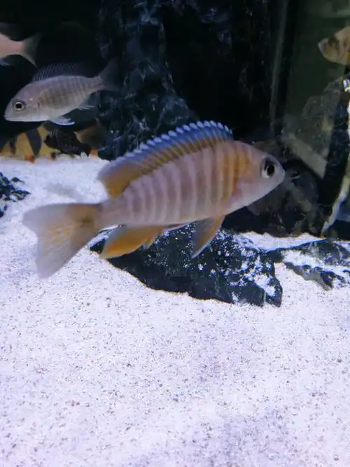 红珊瑚成长记 - 三湖慈鲷玩家 - 龙巅三湖慈鲷