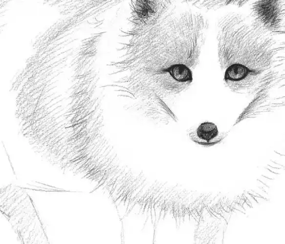 手把手教你画一幅素描雪狐不能错过