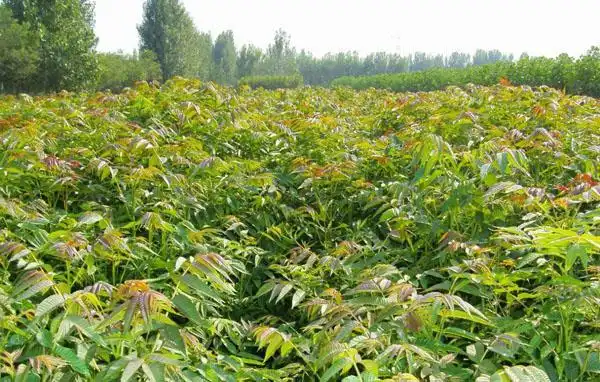 香椿种植技术和销售管理现在香椿那么贵,种植前景好,但是要想靠种香椿