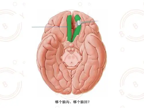 额叶脑沟回,解刨篇