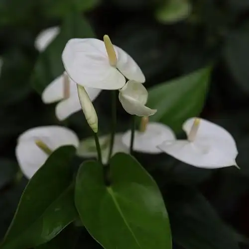 居家必备 急械兽 红掌盆栽紫掌粉掌白掌安祖花观叶植物带花夏季绿植