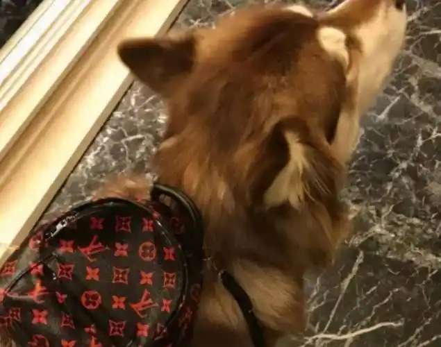 原创王思聪的狗保姆赵子易是个狠角色7年熬走无数女友