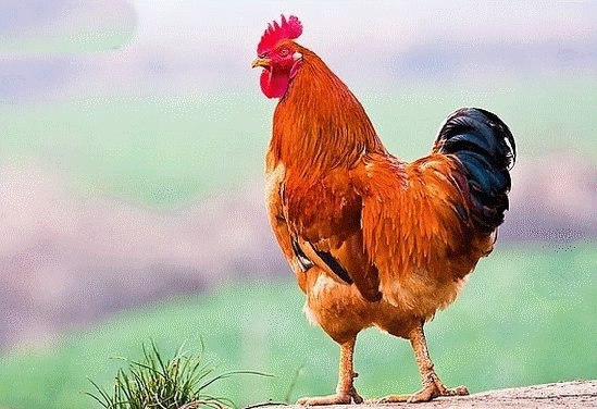 雄鸡赞