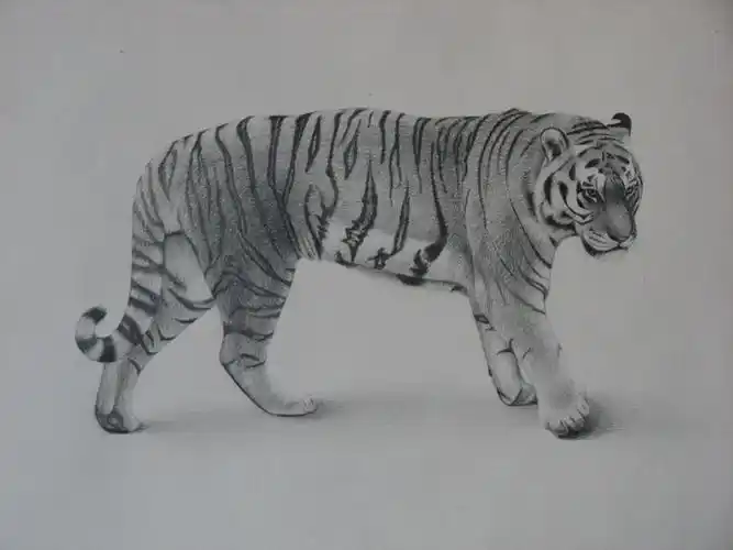 或者别的霸气的虎的高清素描?