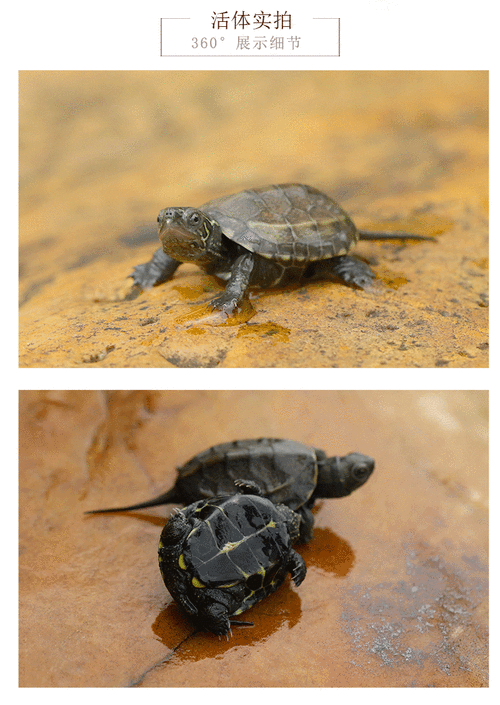 萌萌哒墨龟苗活物 全黑小乌龟活体外塘黑腹中华草龟镇宅风水长寿龟 半