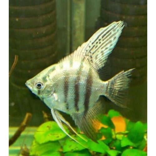 热带活黑白燕秘鲁熊猫七彩神仙鱼