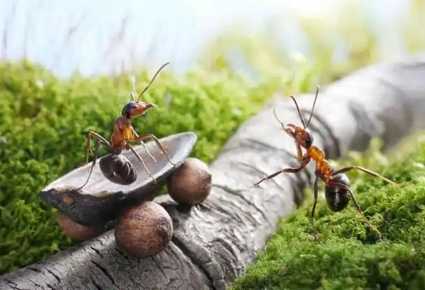 蚂蚁没有大脑,生活在二维空间,他们真看不见人类吗?