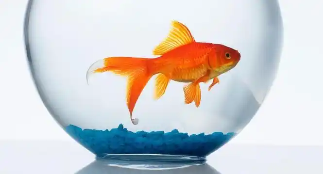 小金鱼喂食的正确方法,小金鱼该怎样正确喂养