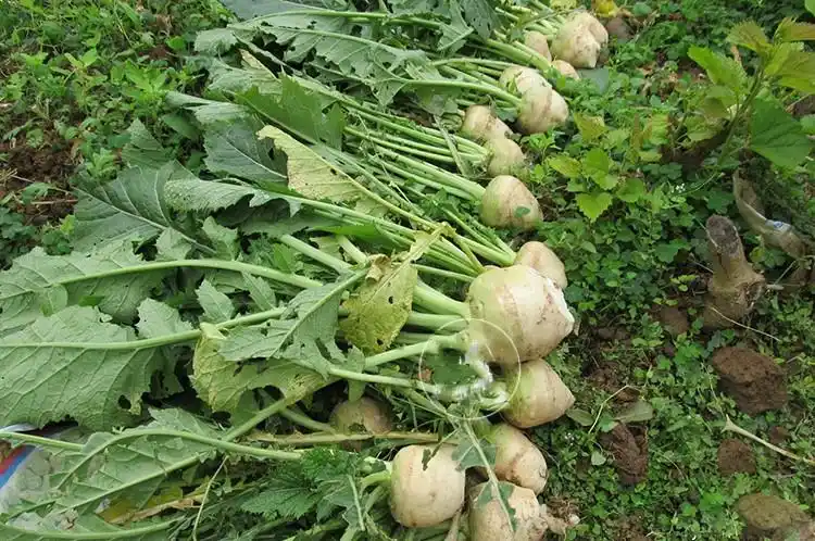 东北农家 芥菜疙瘩咸菜腌制芥菜大缸咸菜下饭菜原味疙瘩5斤包邮