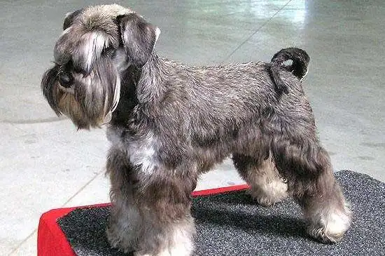 通常雪纳瑞在出生七天之后断尾,这个时候雪纳瑞没有什么明显痛感,但是