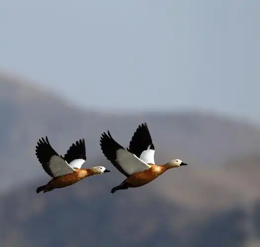 今日作业----比翼齐飞
