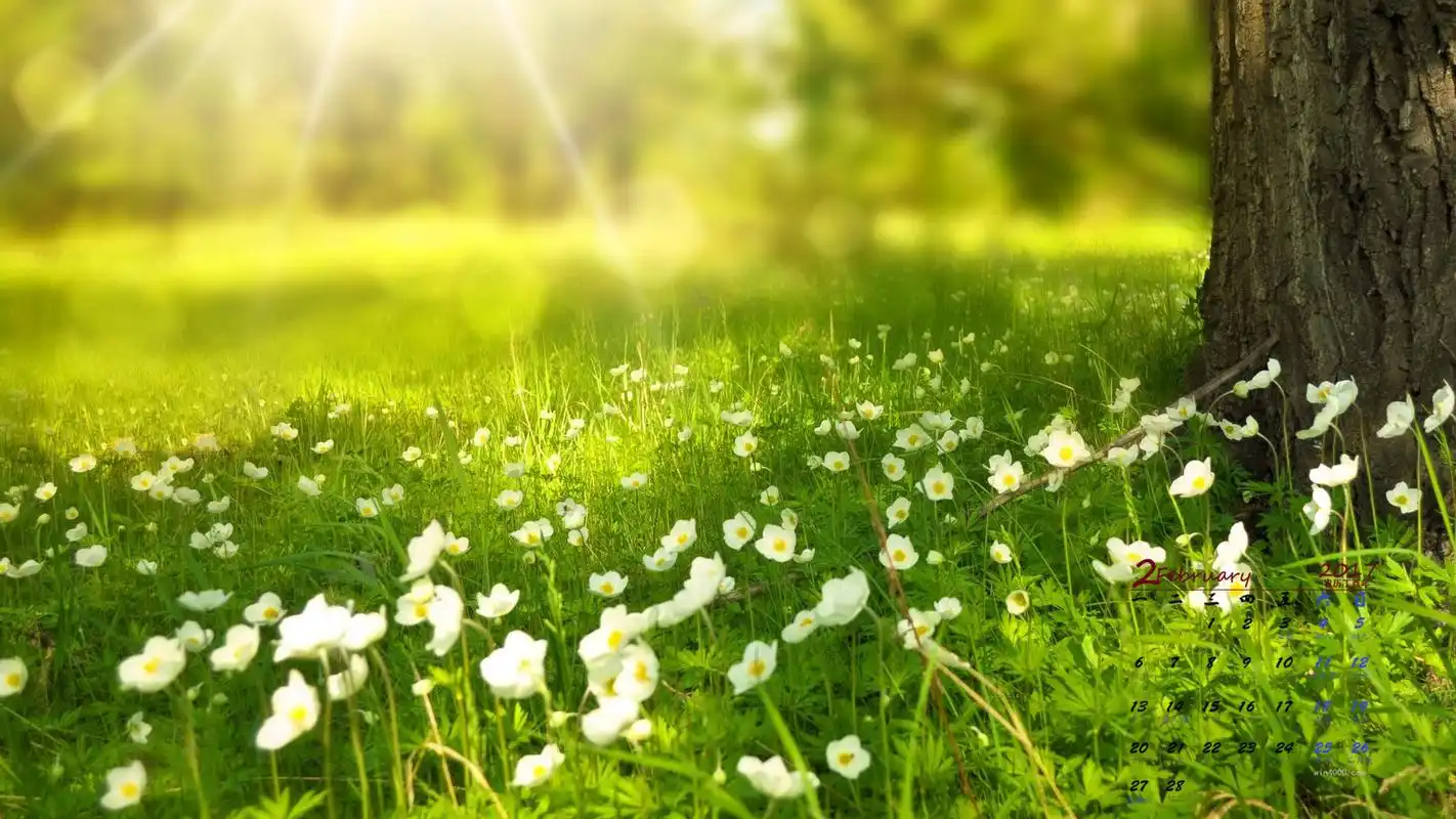 唯美绿色护眼风景高清桌面壁纸,分辨率:1920x1080