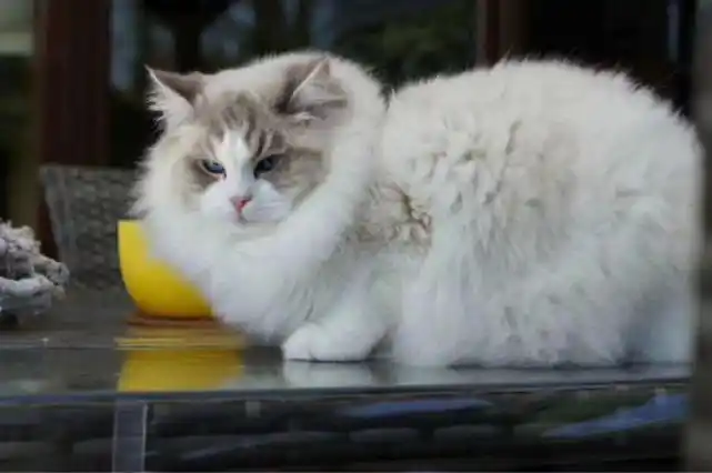 售价一两万,被"捧上神坛"的布偶猫,有一天会不会跌入谷底?