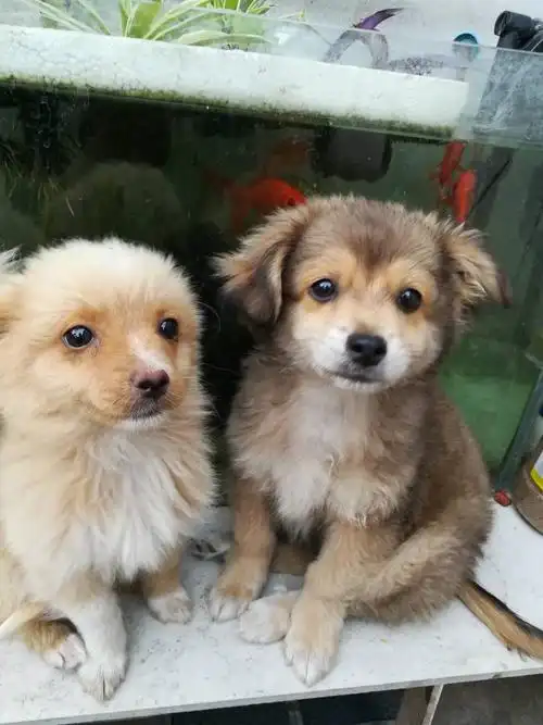 一只母泰迪和一只小土狗交配生出来的小狗是什么形态的?