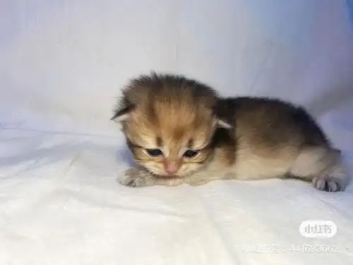 十五天金渐层宝宝