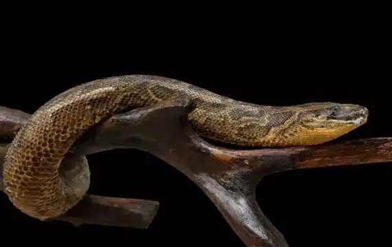 二,水蚺和蟒蛇的辨别