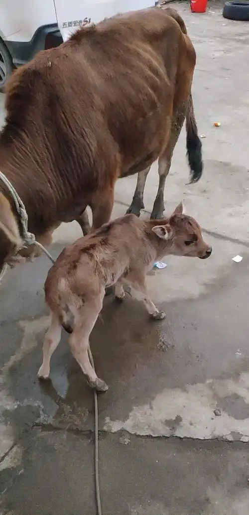 刚出生的小牛,是我和爸爸一起抱回家的
