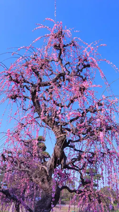 幽香淡淡浸远芳@垂枝梅