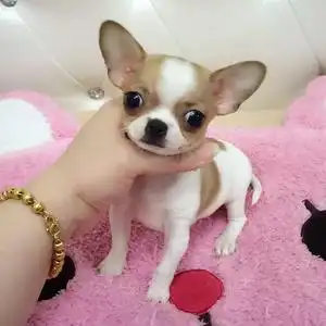 吉娃娃幼犬小体纯种茶杯狗小型犬杯子宠物活物活体真狗狗活幼体