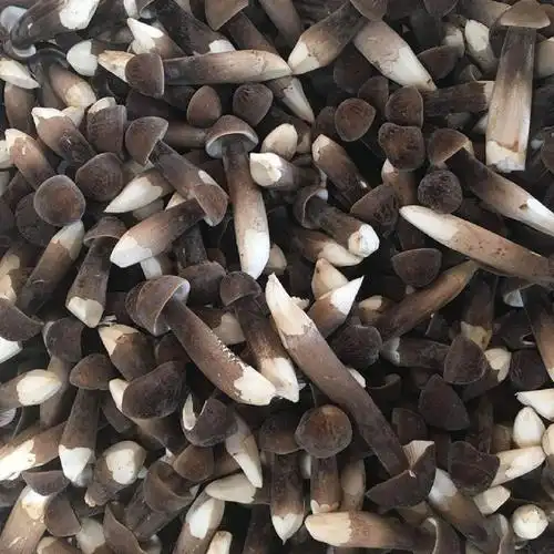 云南新鲜黑皮鸡枞!高原生长,菌肉肥厚,味道鲜美.