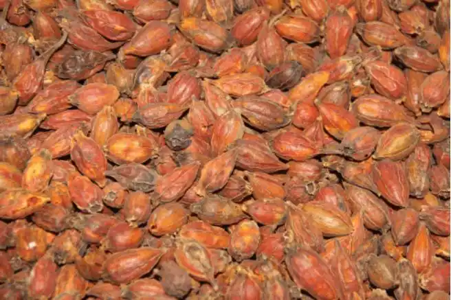 小心黄栀子泡水喝的副作用!