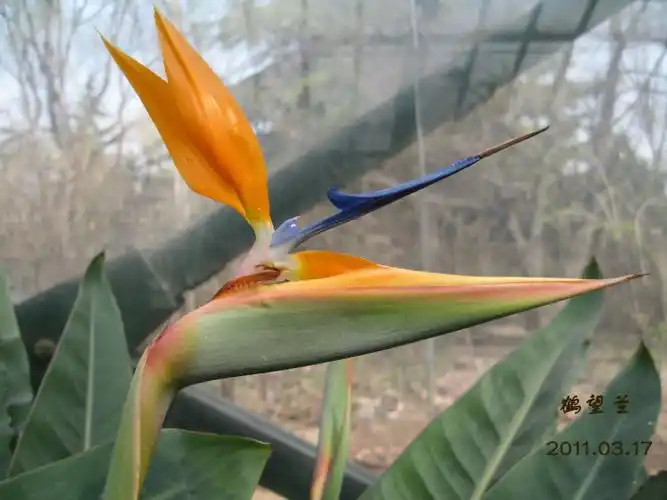 吉祥鸟的植物文化