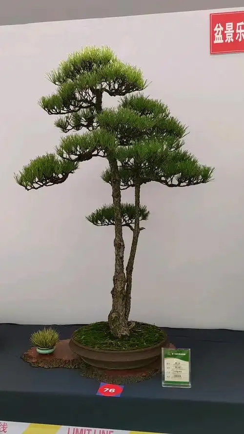 一颗精品的一本双杆文人黑松