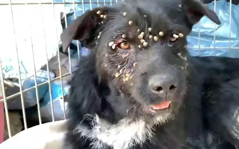 狗狗身上爬满虫子,好心人救助后,从身上摘下300多只蜱虫