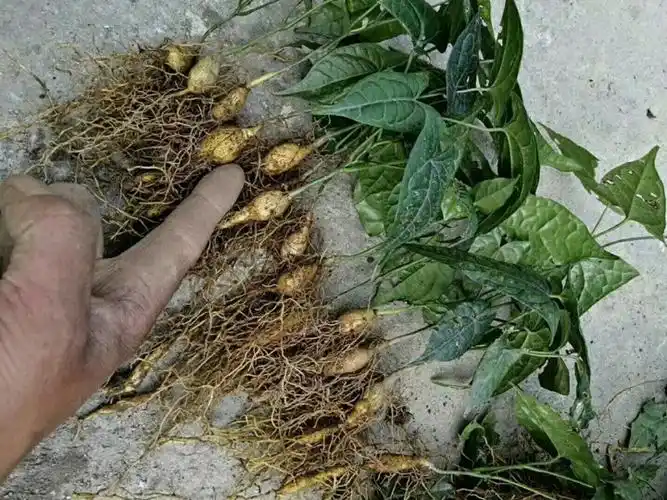 [金果榄苗]金果榄苗图片_种植技巧-药材种苗-中药材种苗网