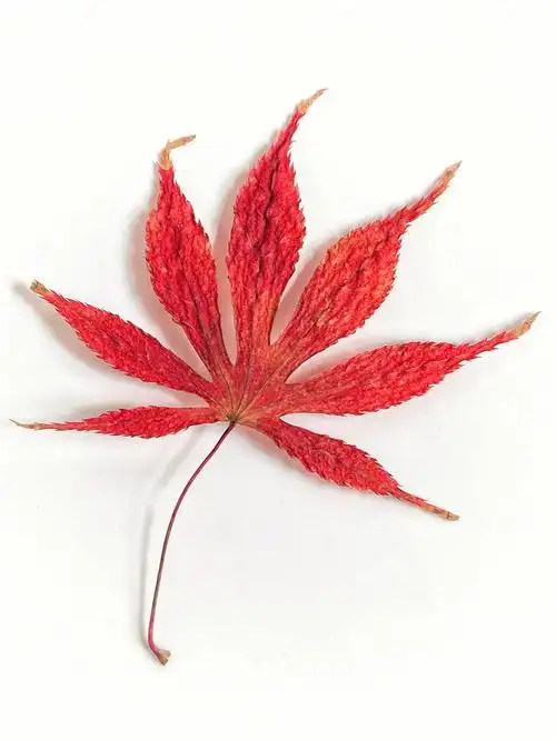 绘画素材枫叶集锦