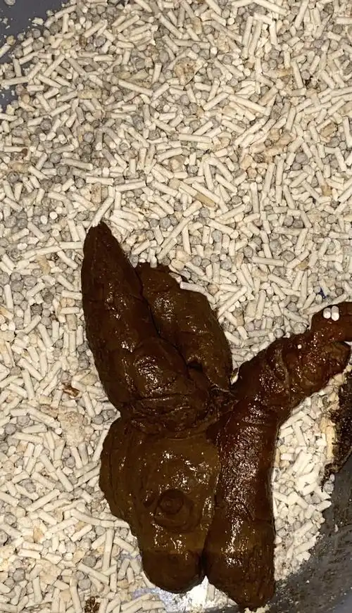 【讨论】生图警告便便总是这个状态需要去医院吗