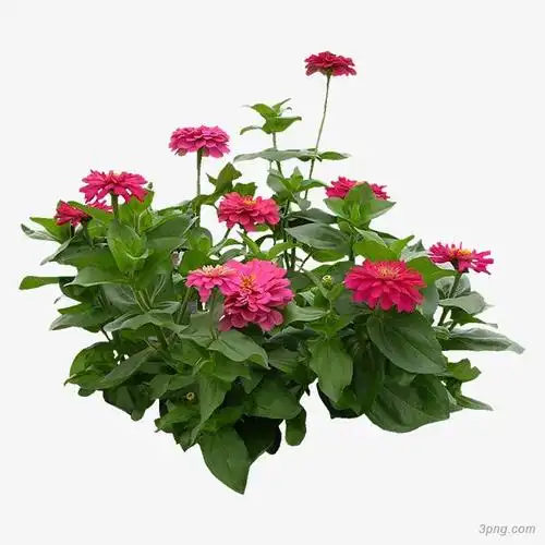 写实植物png素材透明免抠图片-动植人物