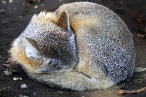 睡觉,狐狸,狐属,荒芜,低地,哺乳动物,家族,狗,犬科