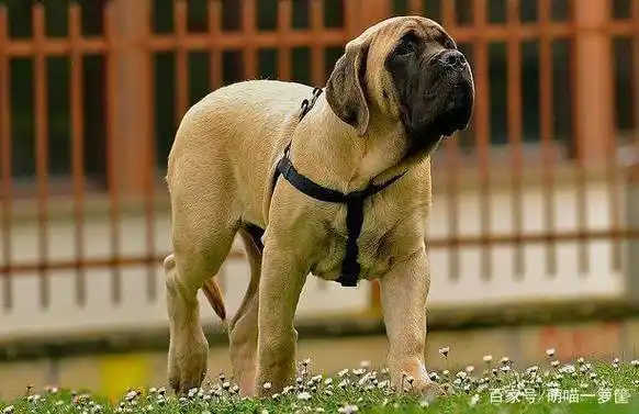 盘点世界上体型最大的狗狗品种,高大威猛你值得拥有