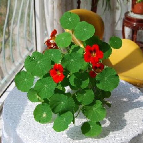 四季旱荷花种子 旱金莲 旱莲花 室内盆栽迎春花卉 多年生花种易活