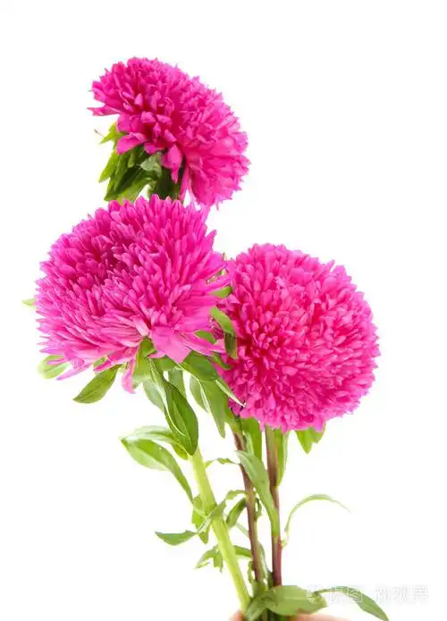 粉红色翠菊鲜花,孤立在白色